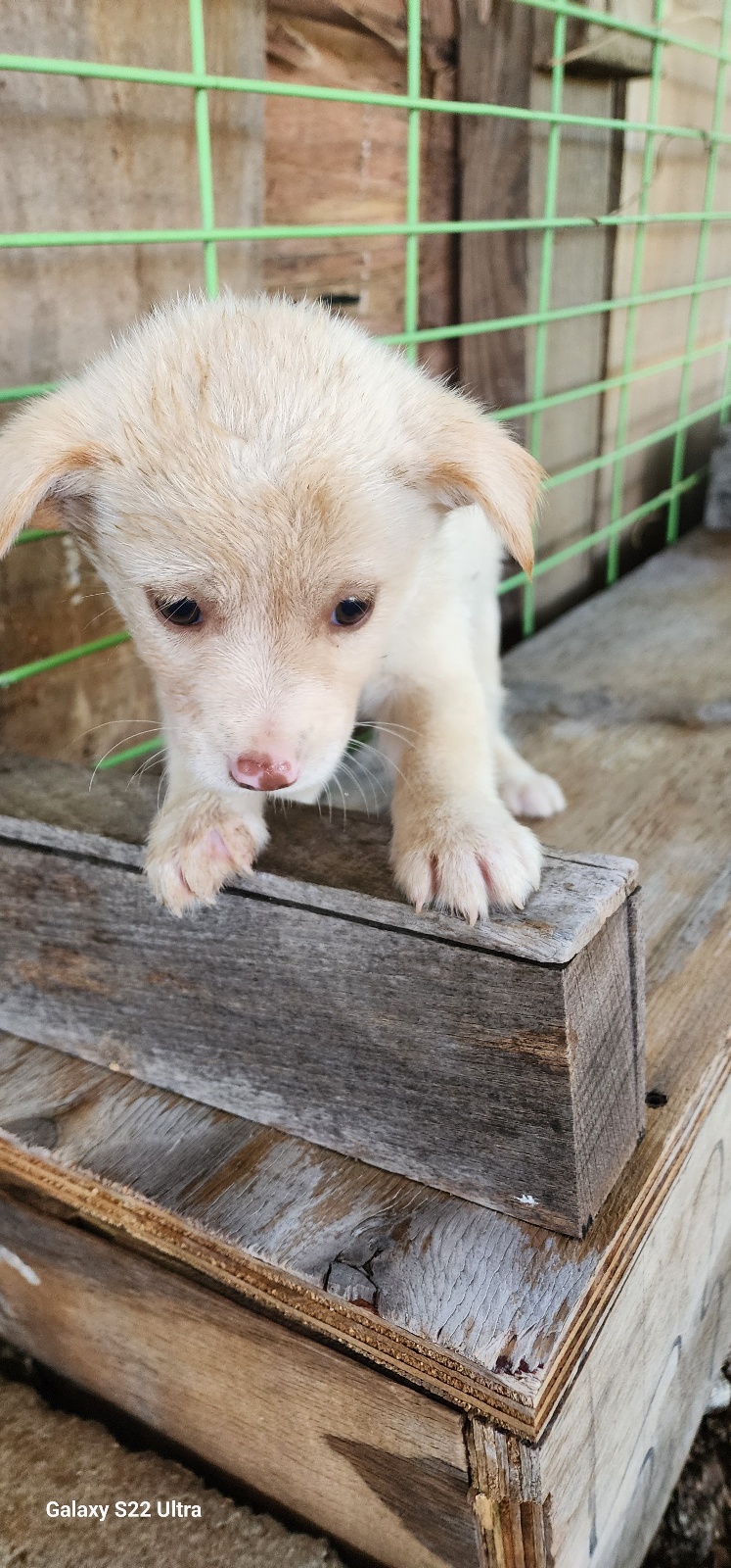 종료(입양) 믹스견…